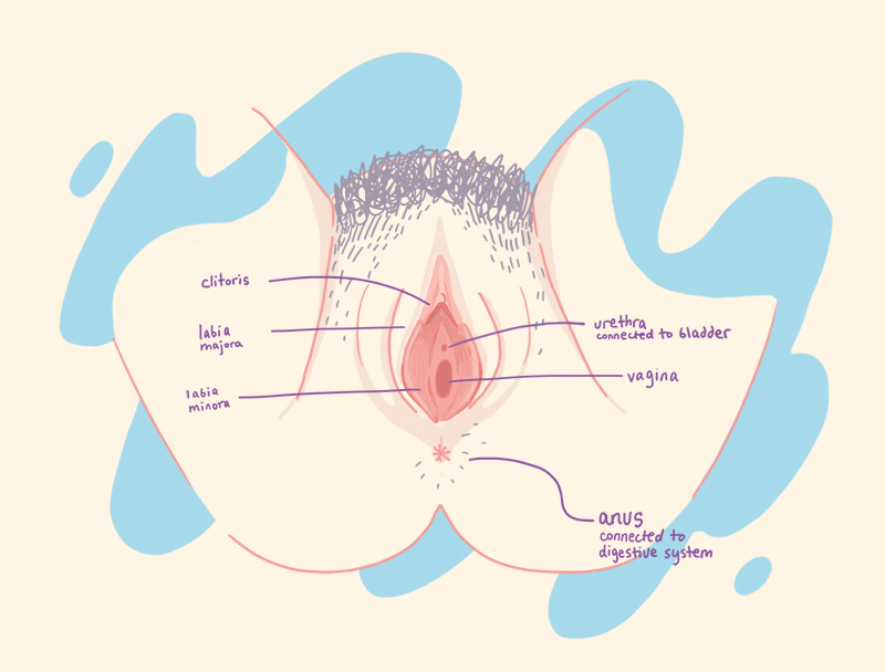 diagram of female genitalia