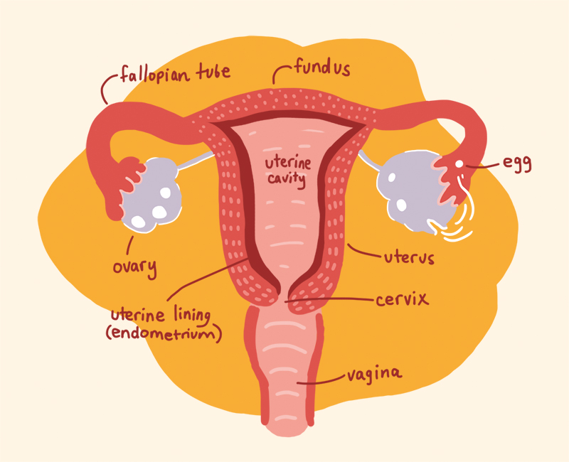 diagram of the female internal reproductive system
